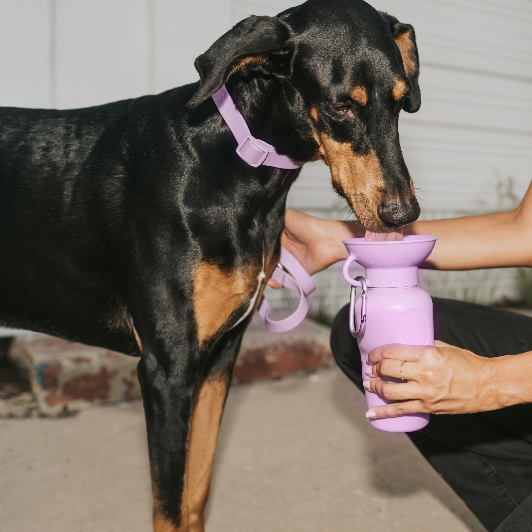 Springer Classic Dog Travel Water Bottle Bowl, 22oz