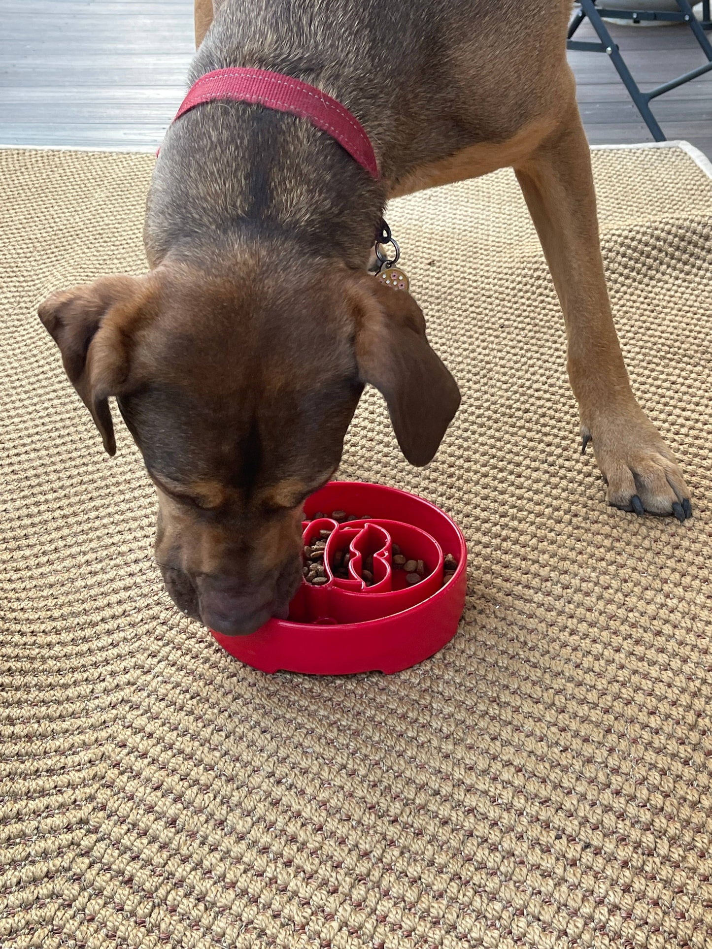 Santa Design eBowl Enrichment Slow Feeder Bowl for Dogs