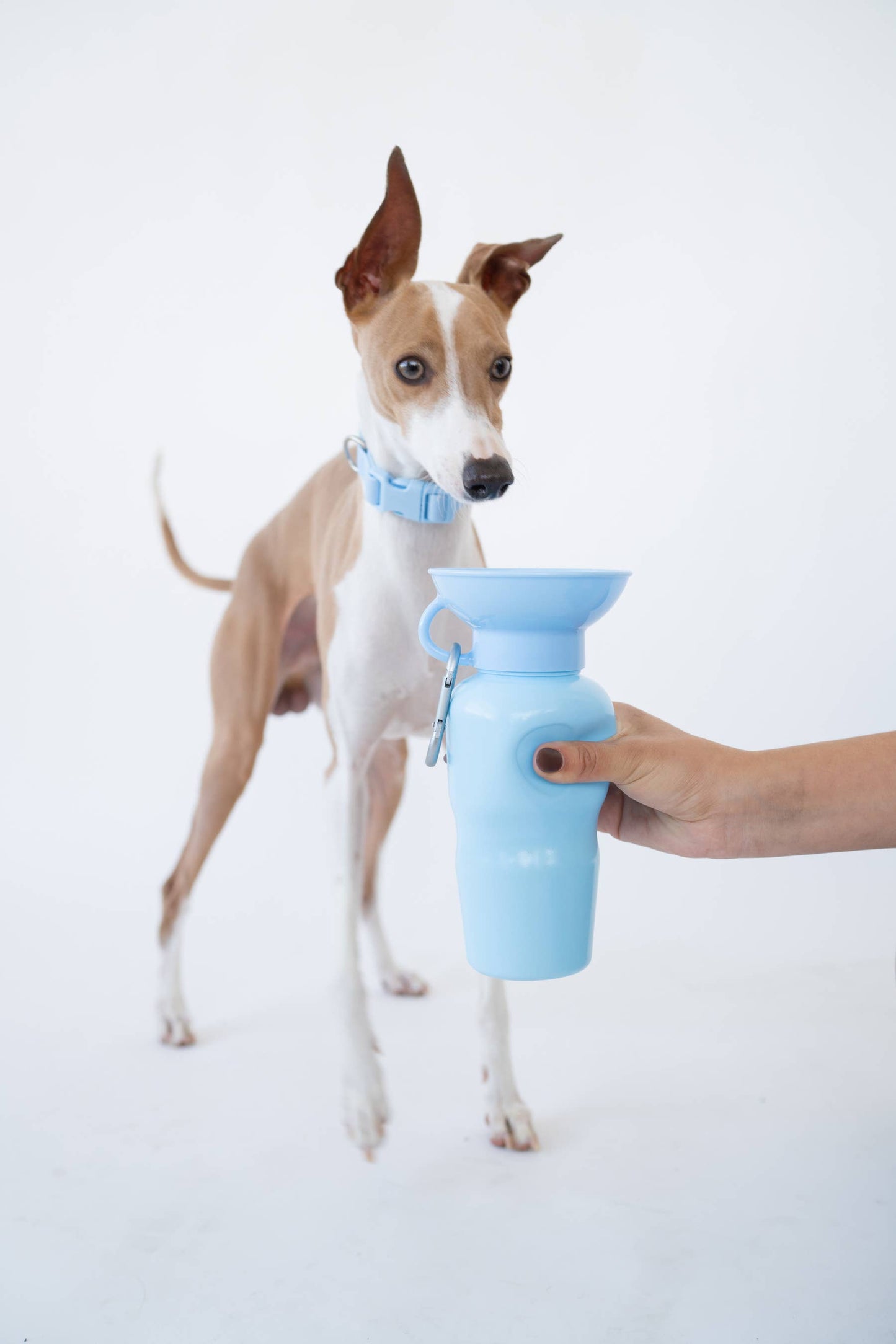 Springer Classic Dog Travel Water Bottle Bowl, 22oz
