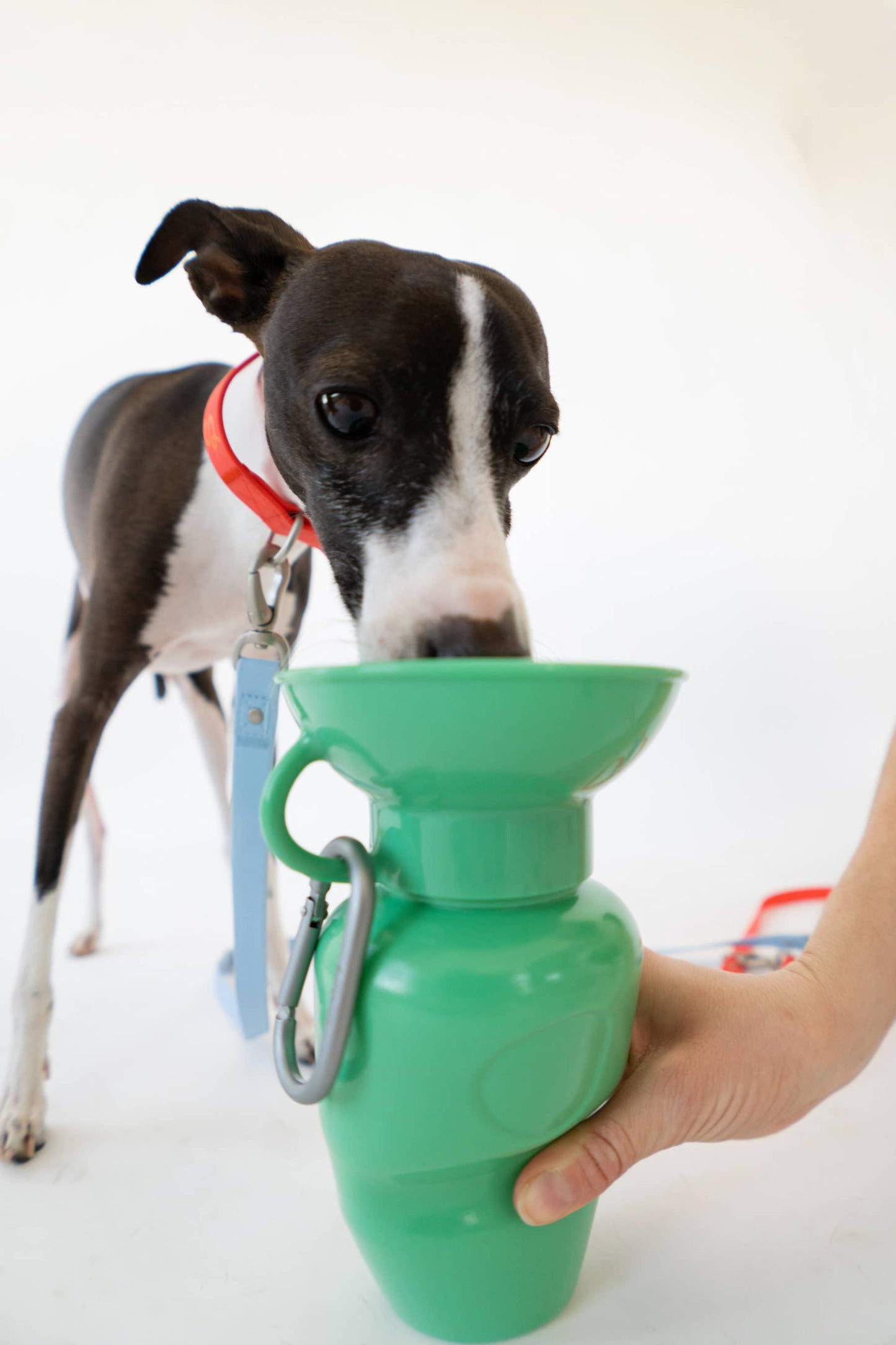Springer Classic Dog Travel Water Bottle Bowl, 22oz