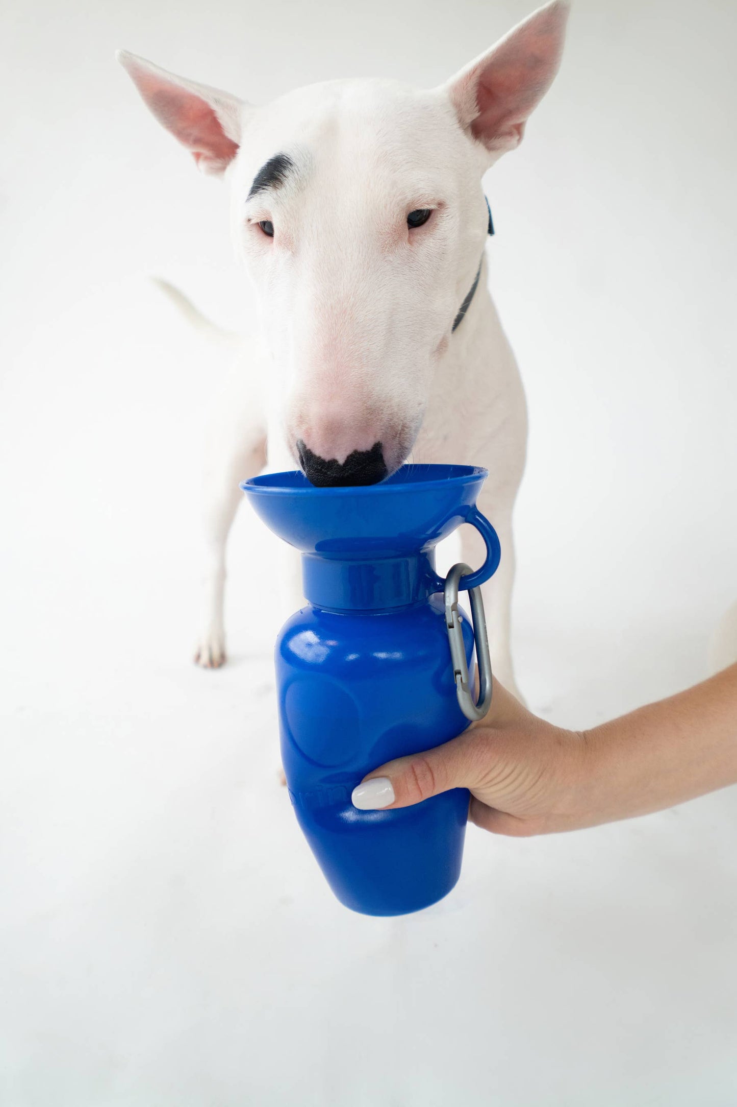 Springer Classic Dog Travel Water Bottle Bowl, 22oz