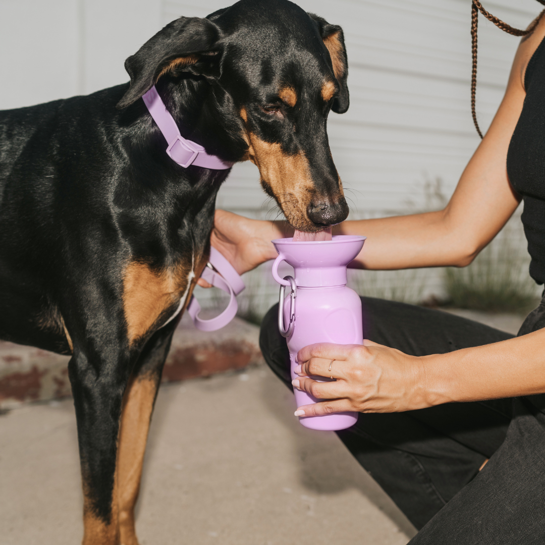 Springer Classic Dog Travel Water Bottle Bowl, 22oz