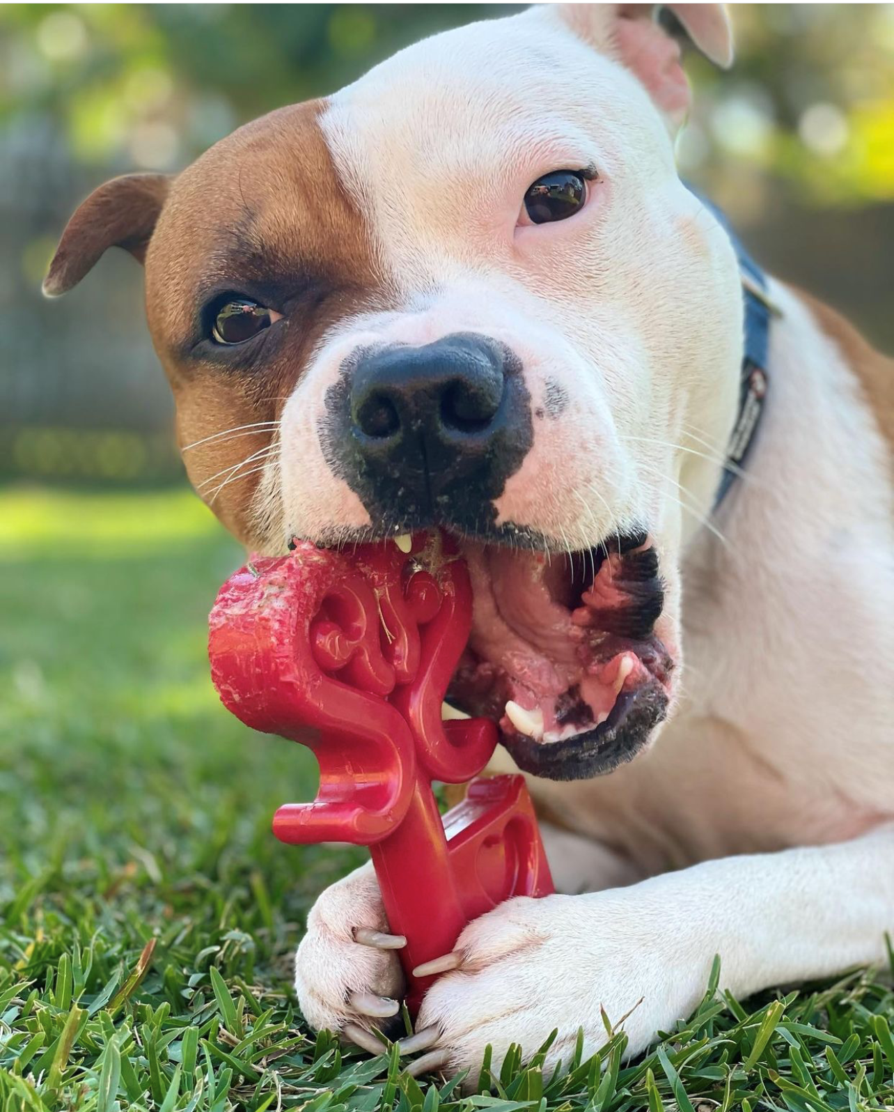 Key To My Heart Valentine Durable Nylon Dog Chew Toy