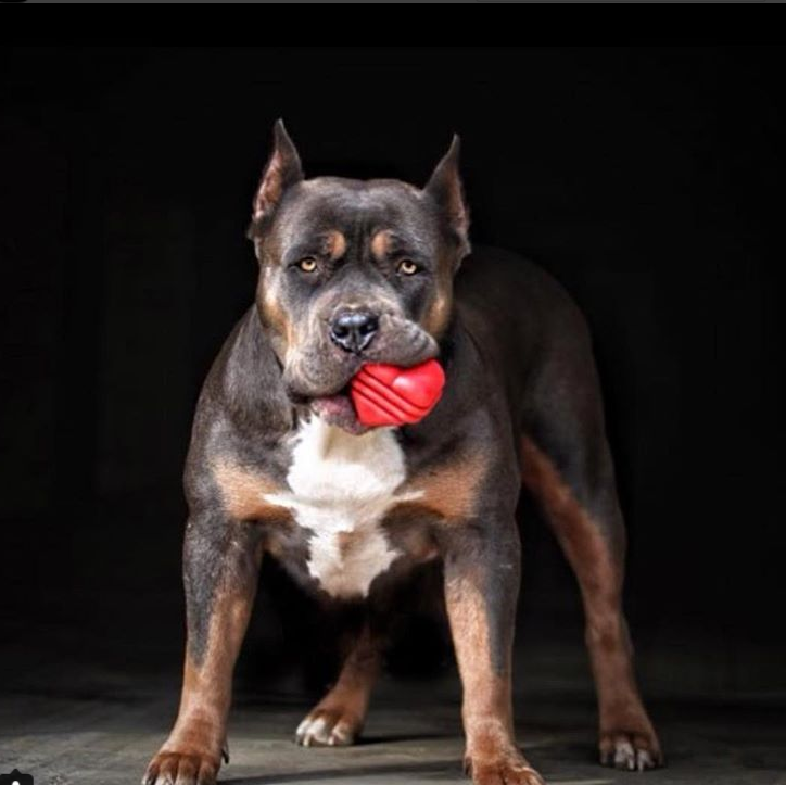 Valentine Heart on a String - Ultra-Durable Reward Ball