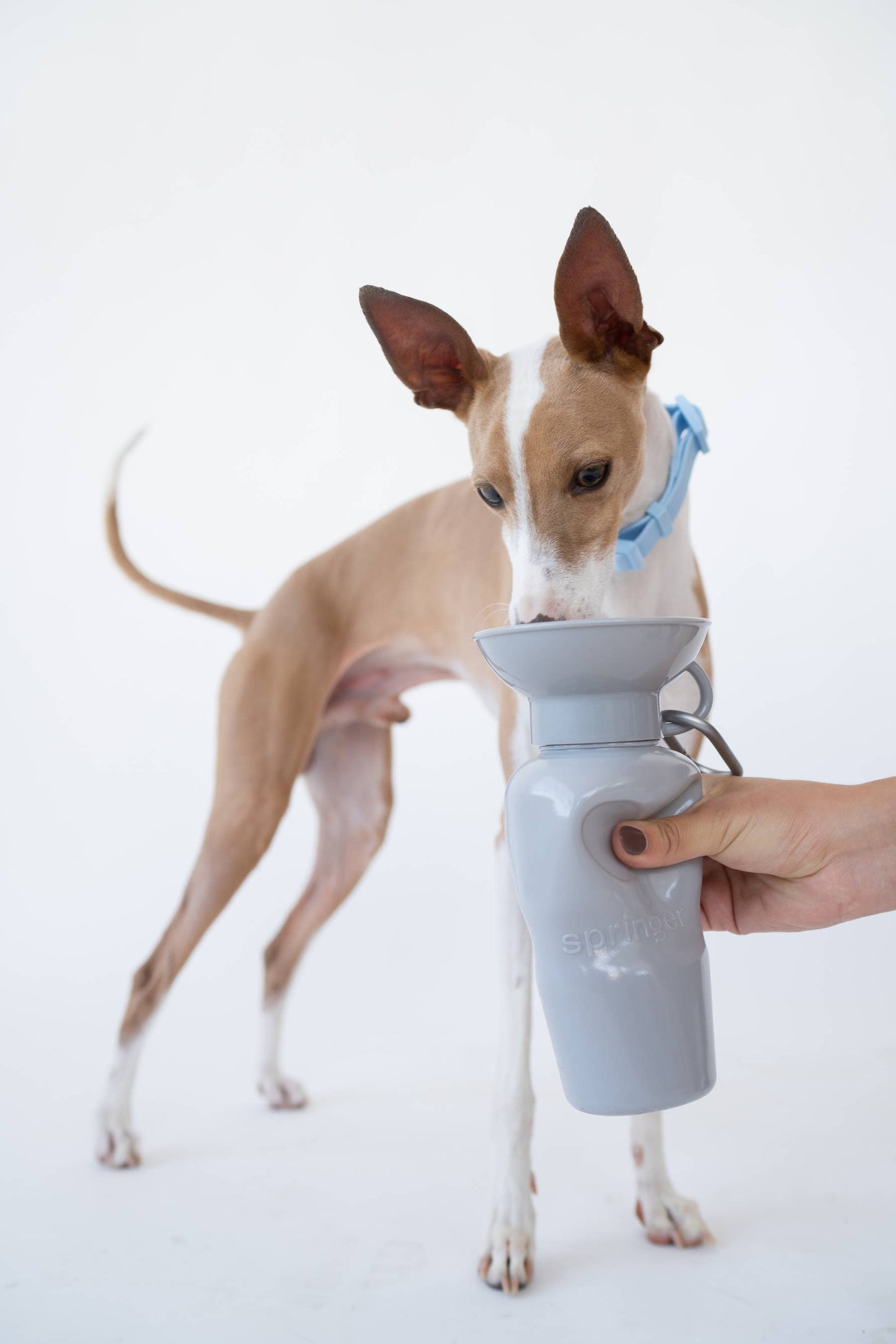 Springer Classic Dog Travel Water Bottle Bowl, 22oz
